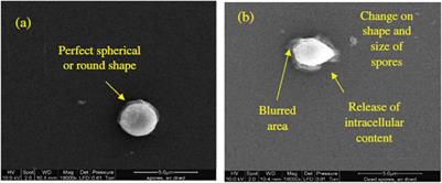 Pasteurization of Beer by Non-Thermal Technologies